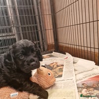 Cocker Spaniel dogs Cocker Spaniel Puppies - Advert 2