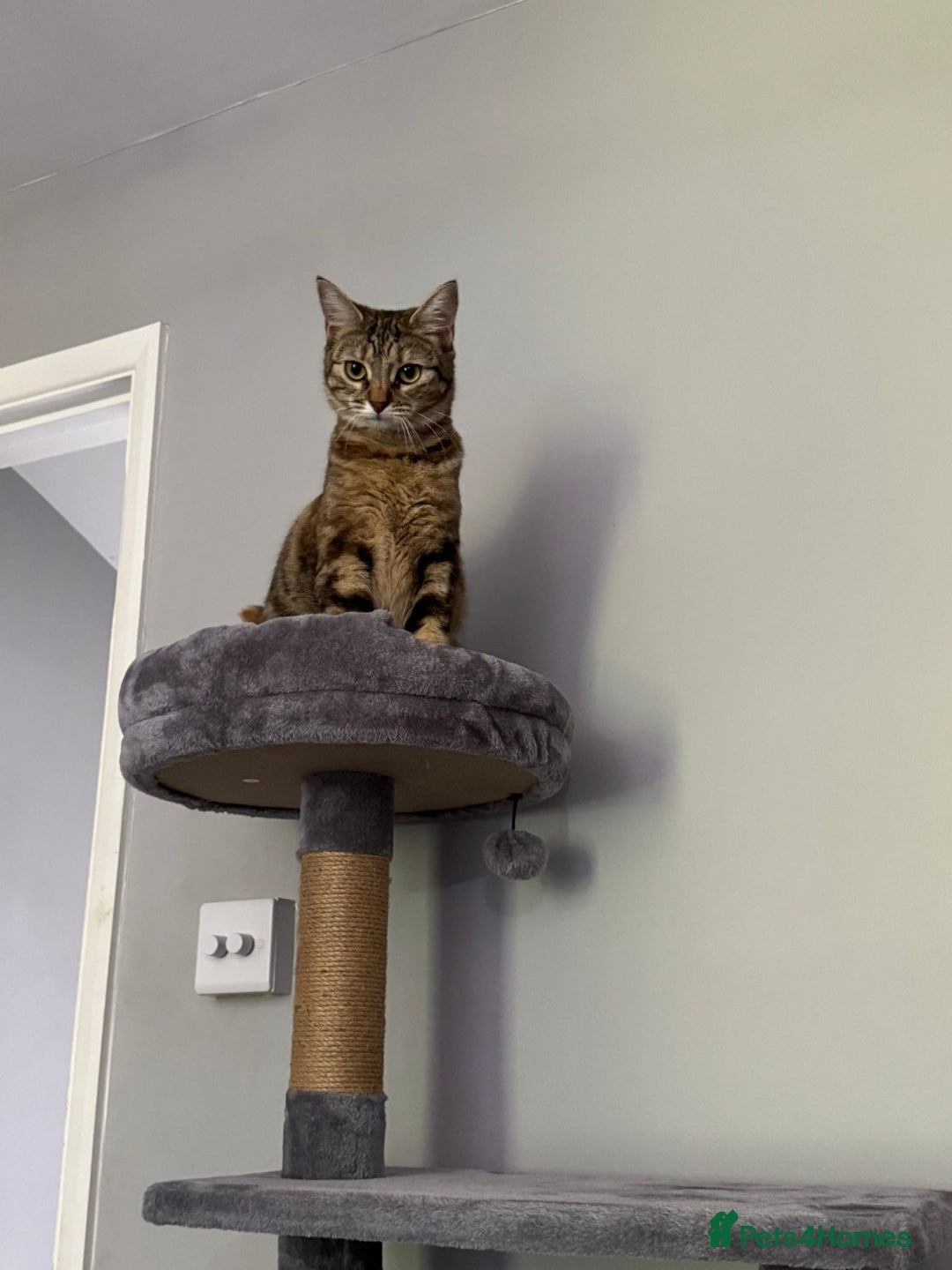 British Shorthair cats for sale: Whiskey - British Shorthair for sale - Advert 5