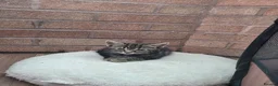 Mixed Breed cats for sale: 7 adorable kittens ready for a new home - Advert 21