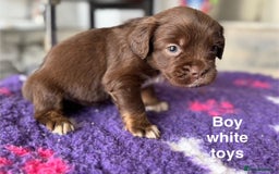Mixed Breed dogs for sale: French Bulldog x English springer spaniel pups  - Image 7