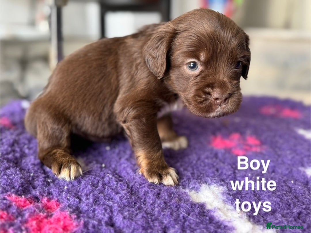 Mixed Breed dogs for sale: French Bulldog x English springer spaniel pups  - Image 7