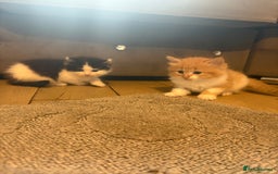 Mixed Breed cats for sale: 5 beautiful fluffy kittens  - Image 9