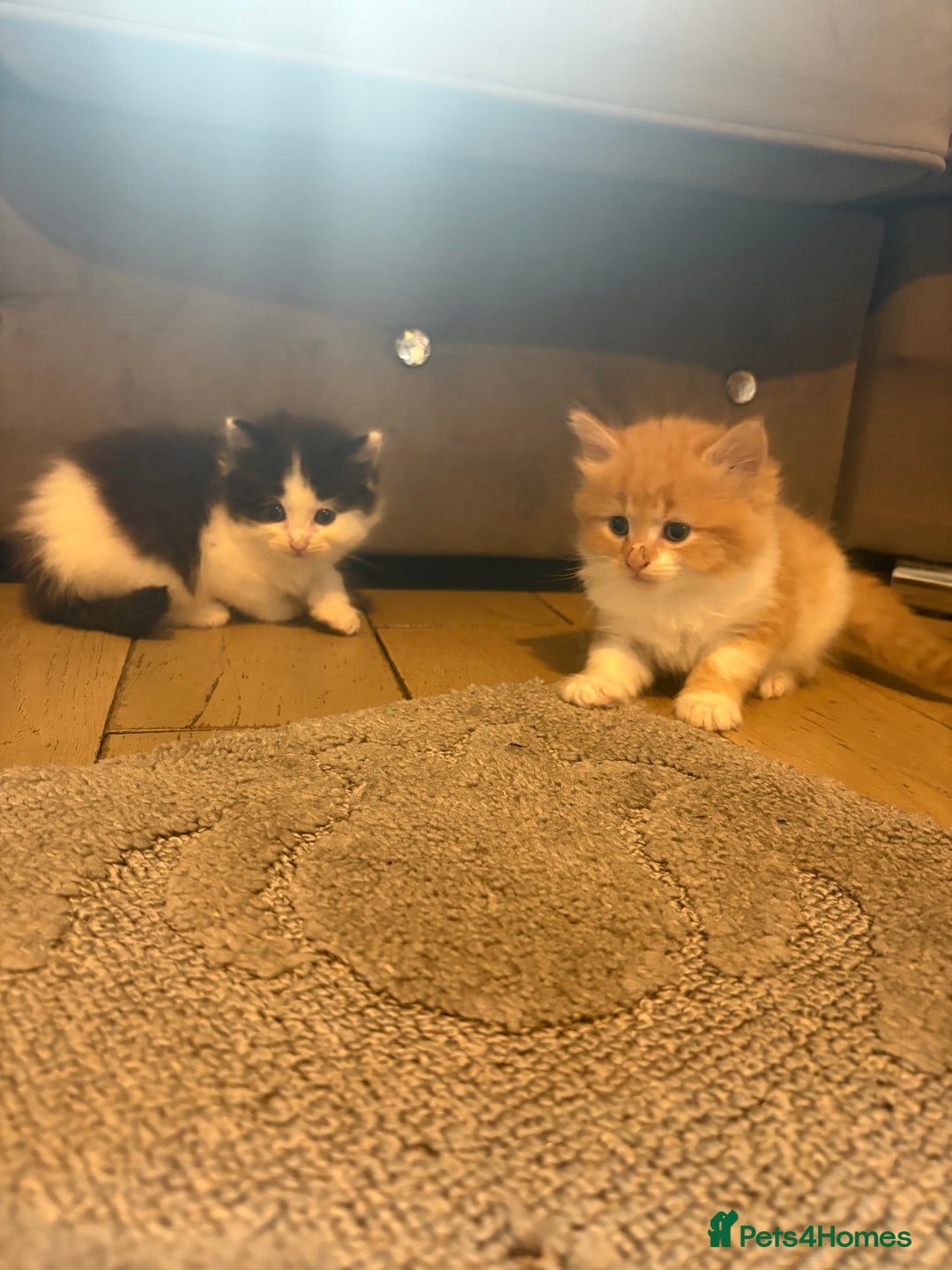 Mixed Breed cats for sale: 5 beautiful fluffy kittens  - Image 9