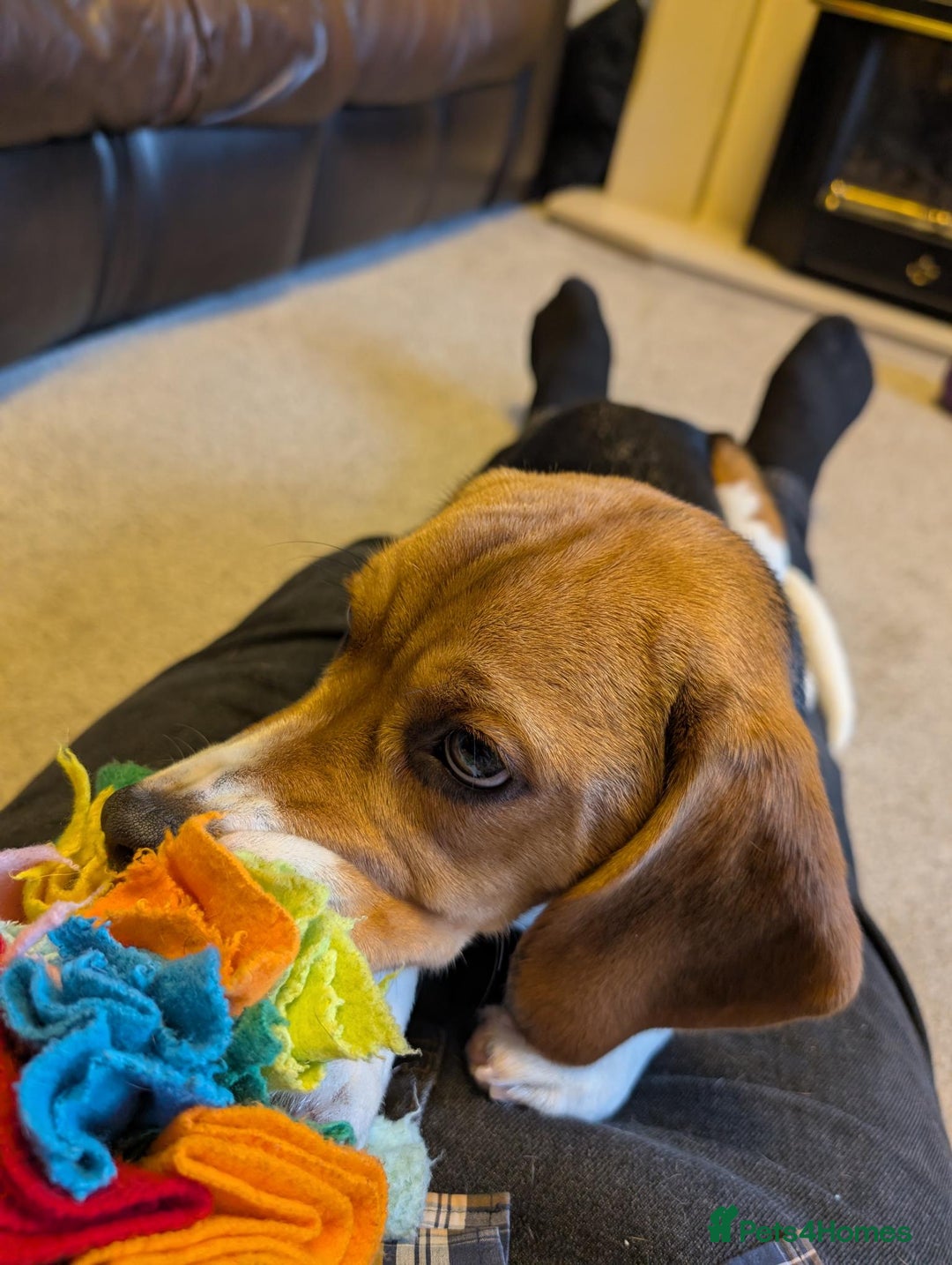 Beagle dogs for sale: 7-Month-Old Tri-Colour Male Beagles. - Advert 5
