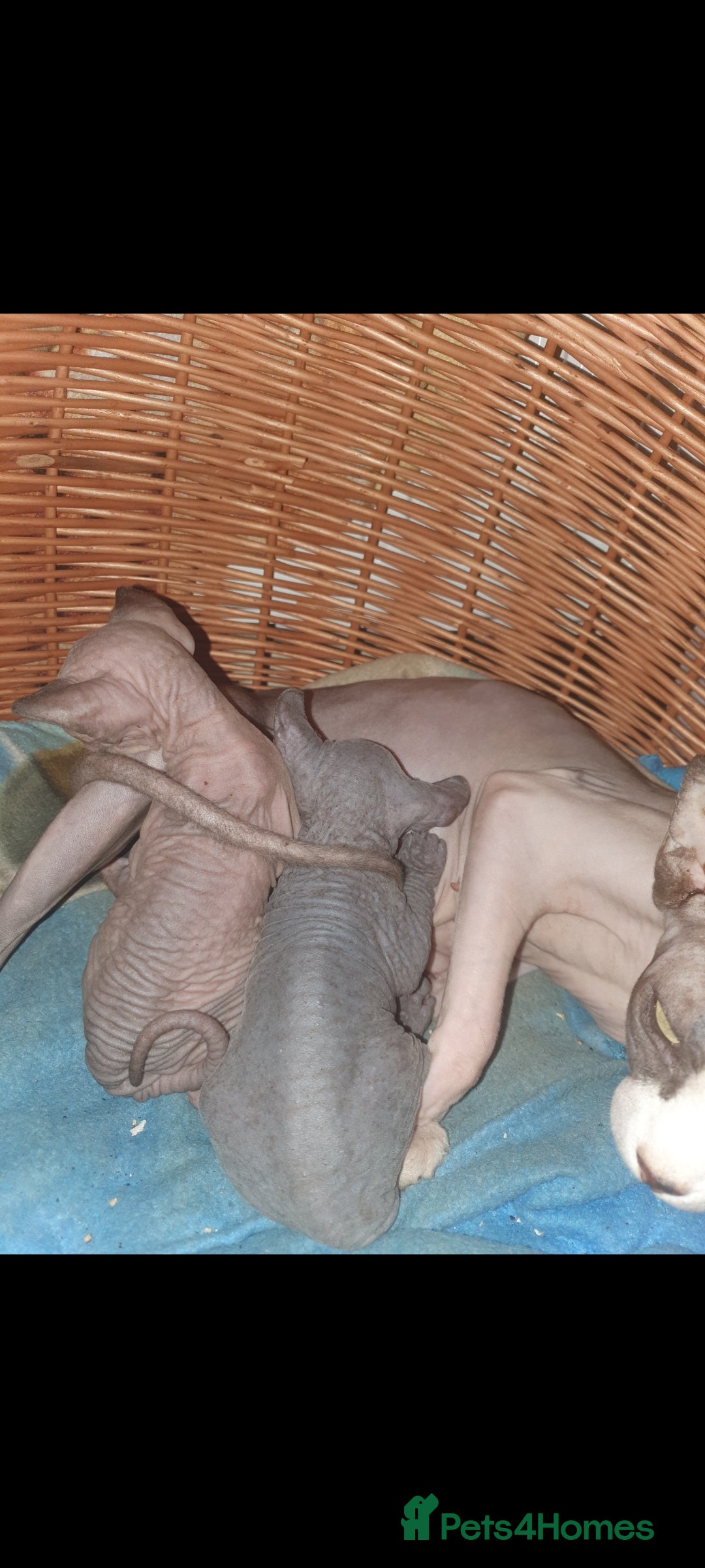 Sphynx cats 2 Sphynx Boys - Advert 1