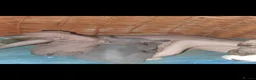 Sphynx cats for sale: 2 Sphynx Boys - Advert 1