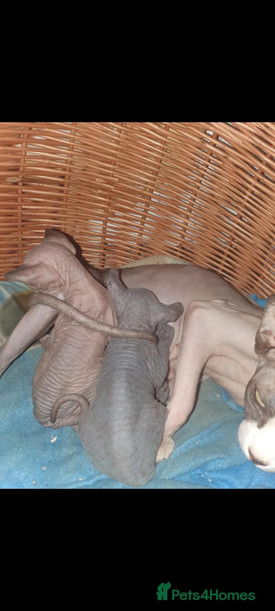 Sphynx cats for sale: 2 Sphynx Boys - Advert 1