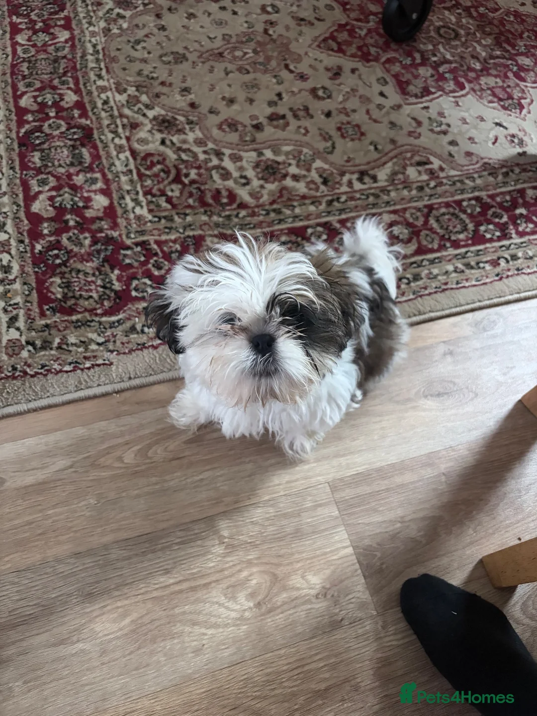 Shih Tzu dogs for sale: Miniature Shih Zu - Advert 1