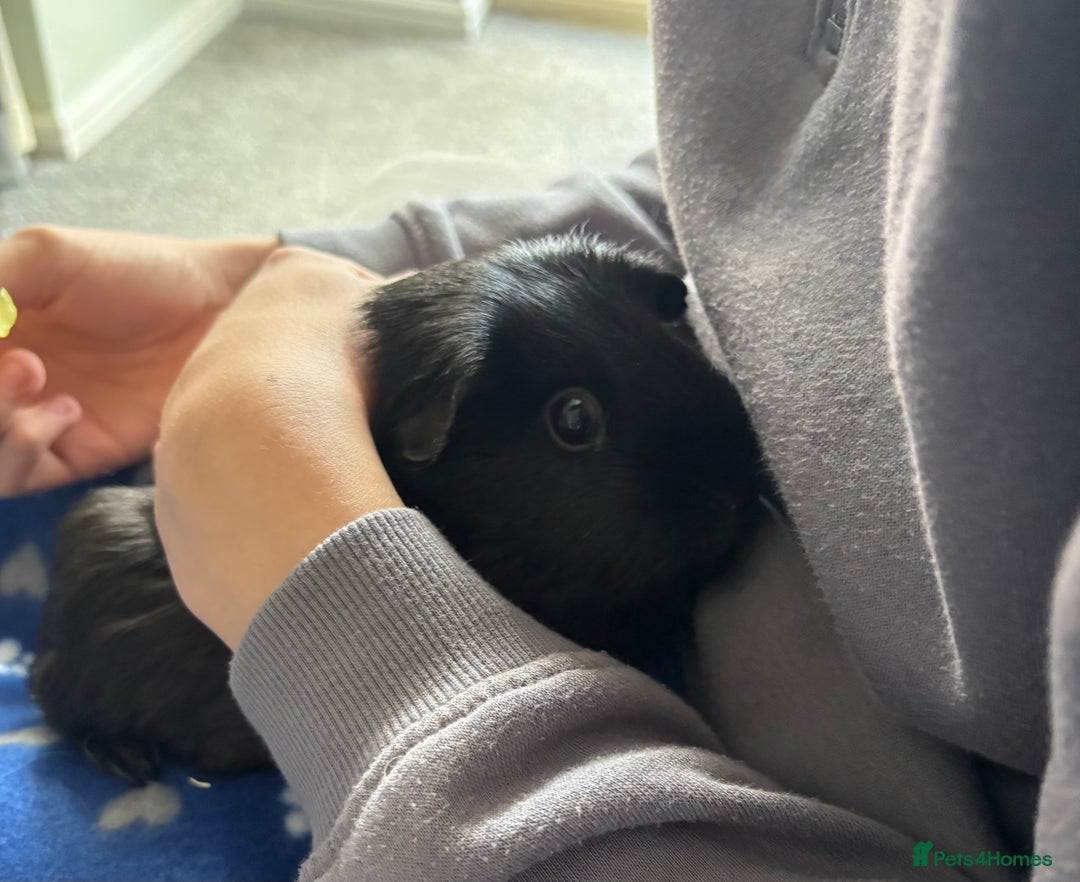Guinea Pig rodents for sale: 3 Bonded Females - Advert 1