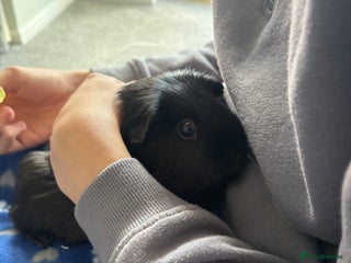 Guinea Pig rodents 3 Bonded Females - Advert 4