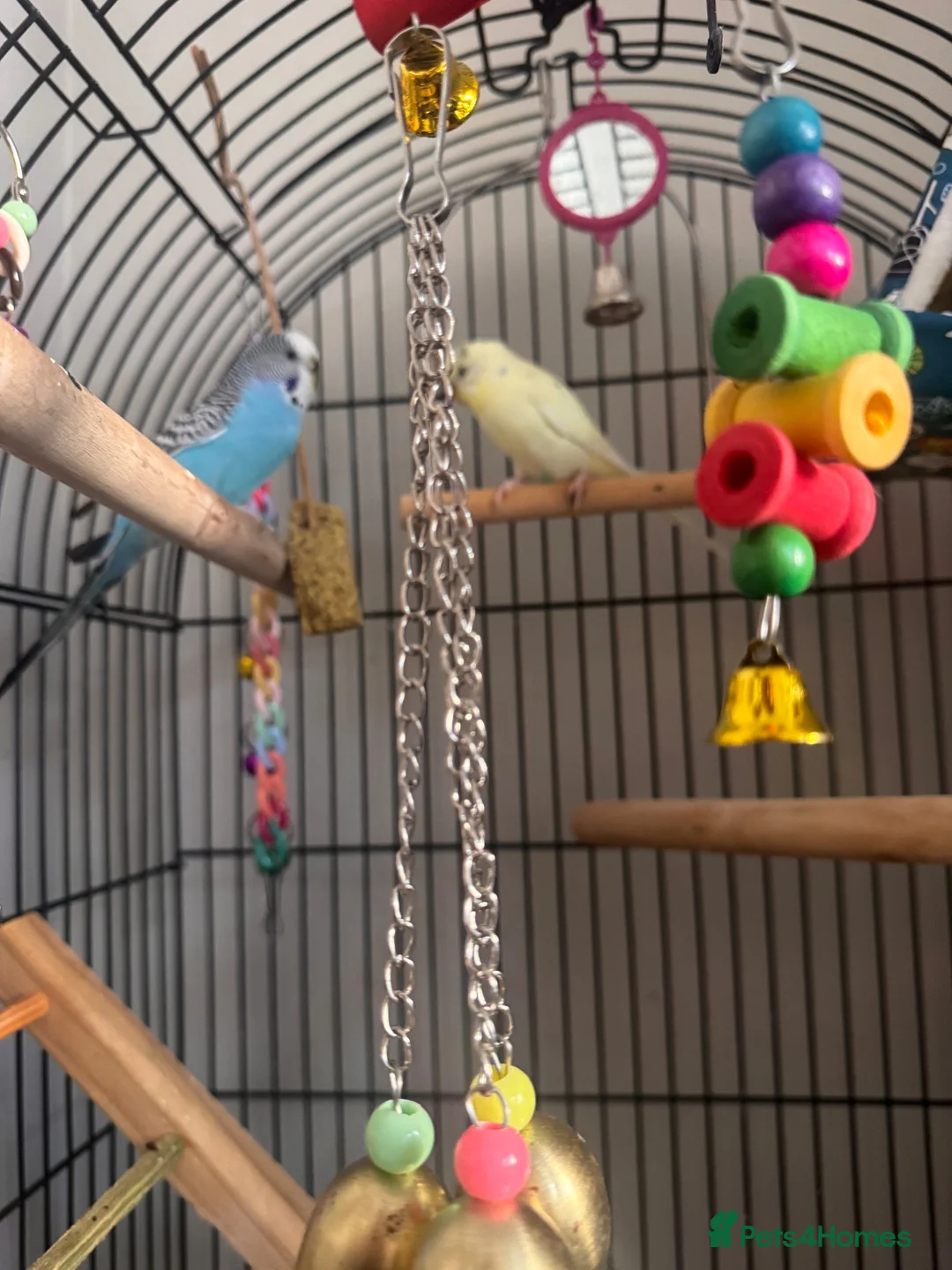 Budgerigars birds for sale: Parrots looking for home  - Advert 2