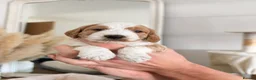 Cockapoo dogs for sale: F2 Cockapoos from sale in Stockton-on-Tees - Advert 2