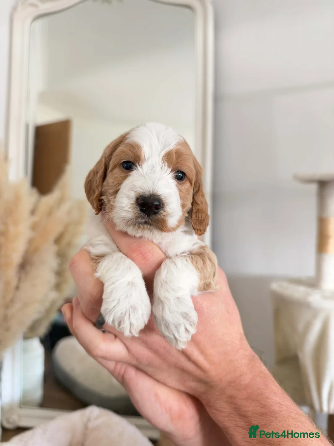 Cockapoo dogs for sale: F2 Cockapoos from sale in Stockton-on-Tees - Advert 2