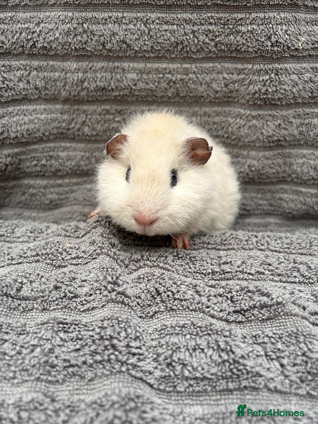 Guinea Pig rodents for sale: Lovely Boys  - Advert 5