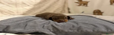 Miniature Dachshund Chip