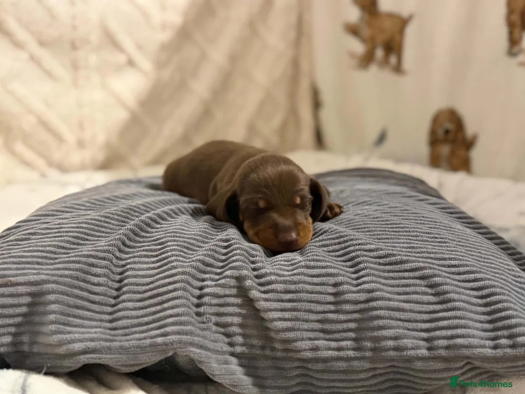 Dachshund dogs for sale: Gorgeous Miniature Dachshunds  in Deal - Advert 24