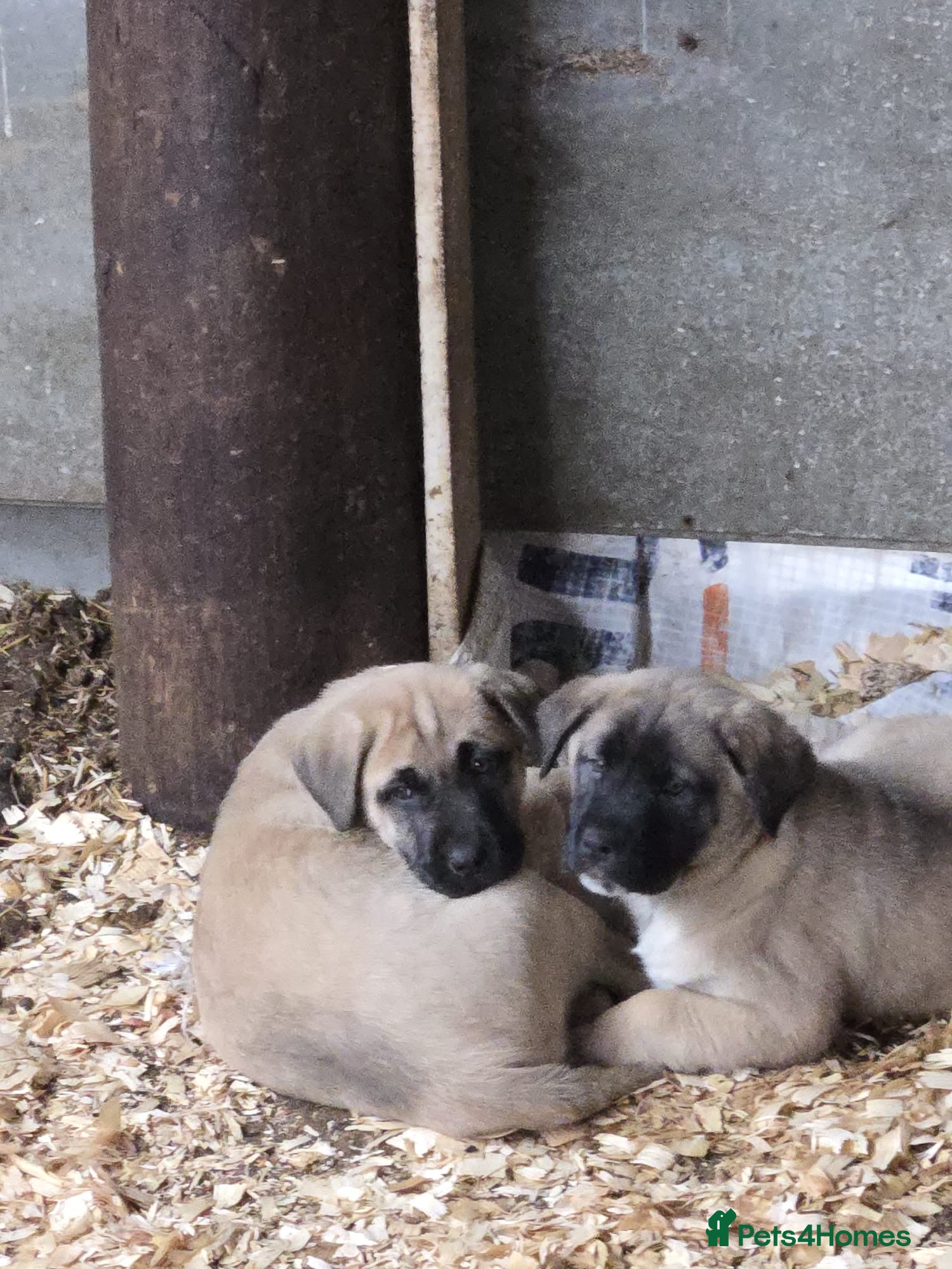 Anatolian Shepherd dogs Beautiful litter  6 girls left  - Advert 1