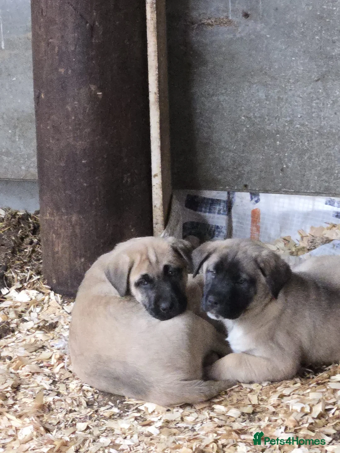 Anatolian Shepherd dogs for sale: Beautiful litter 5 girls left  - Advert 1
