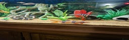 Loaches fish for sale: Clown loach and Flying Silver Fox - Advert 3