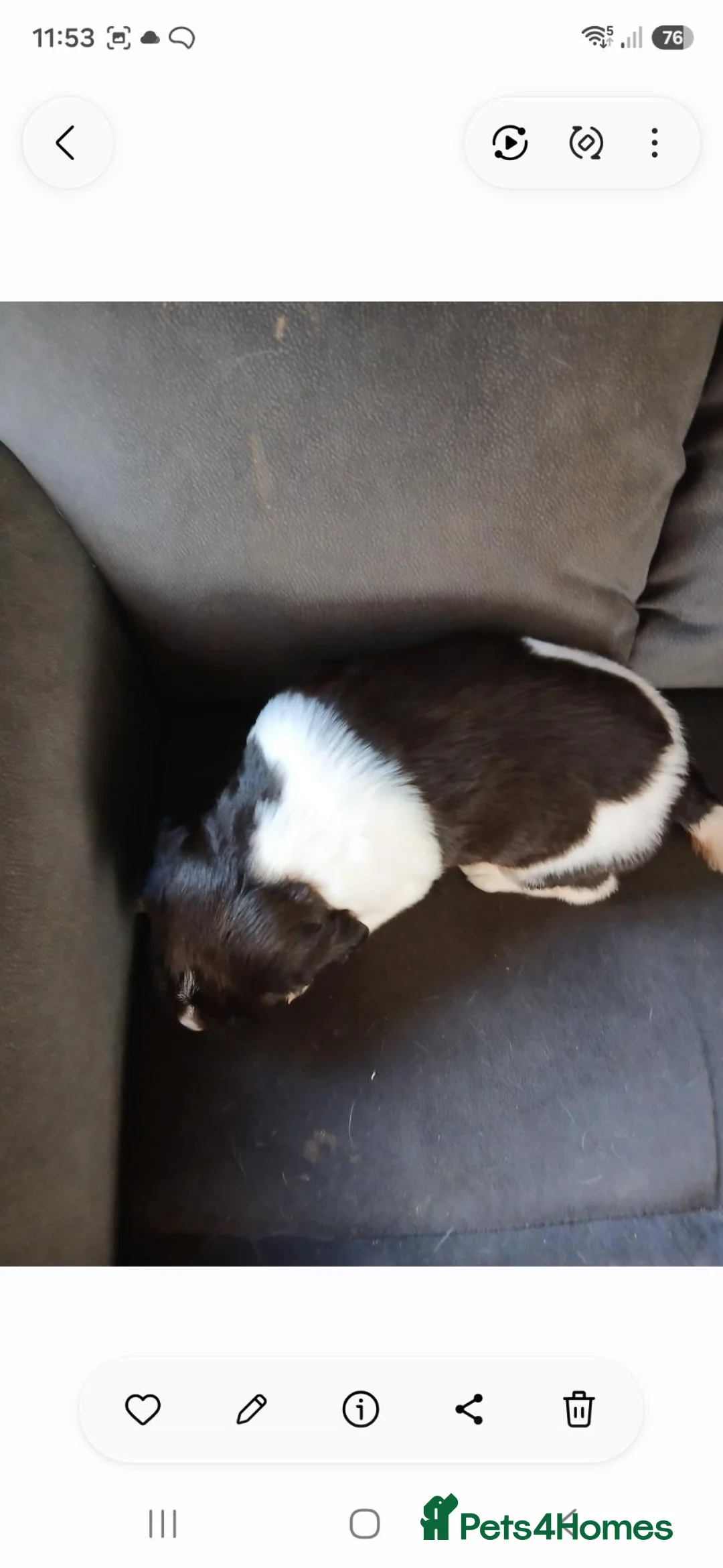 English Springer Spaniel dogs for sale: Mr Darren Barton  - Advert 12