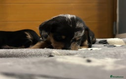 Miniature Dachshund dogs for sale: Mini dachshund puppies - Image 11