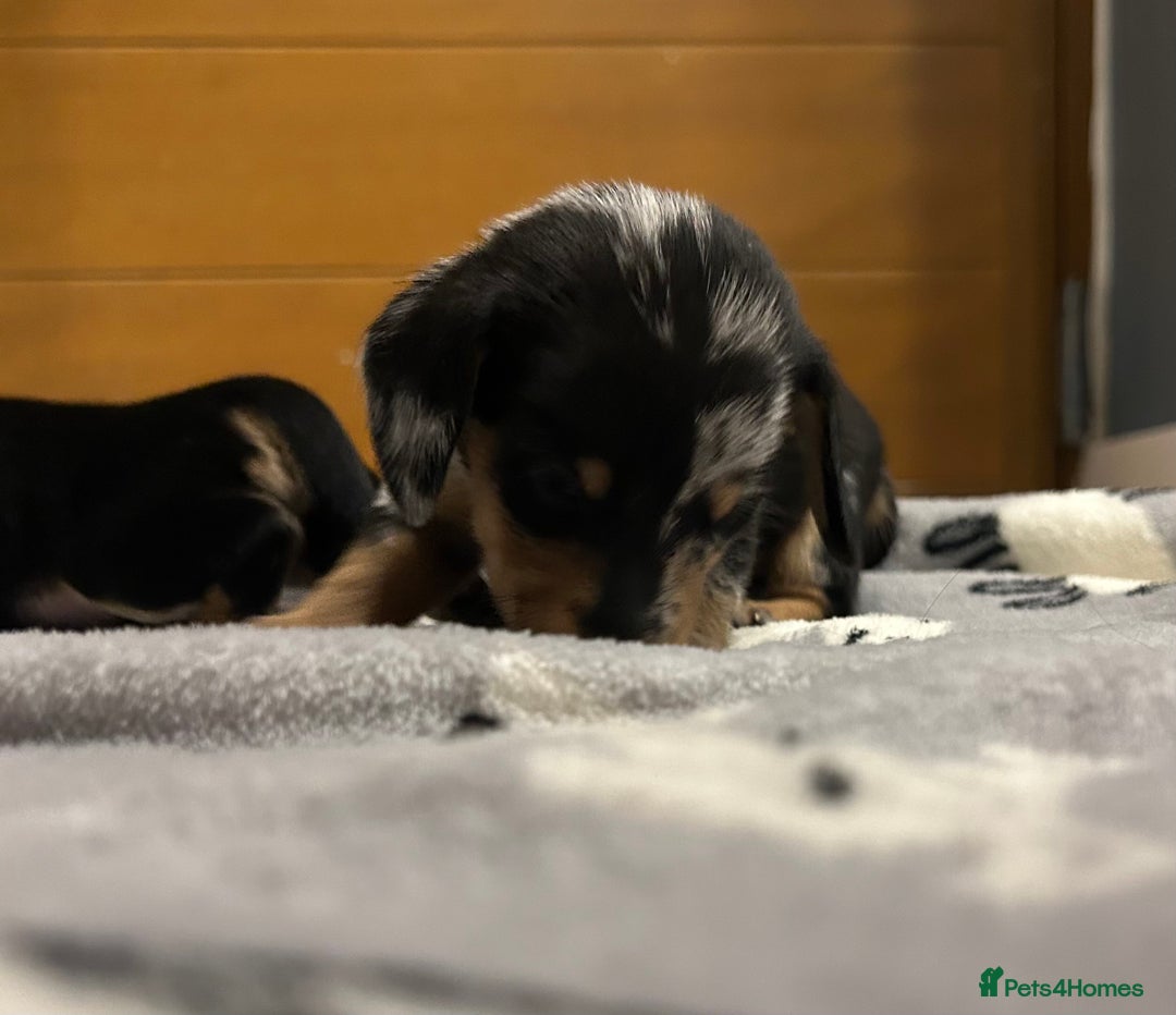 Miniature Dachshund dogs for sale: Mini dachshund puppies - Image 11