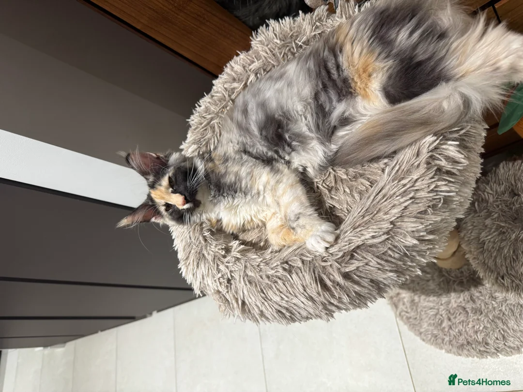 Maine Coon cats for sale: Maine Coon Active female - Advert 2