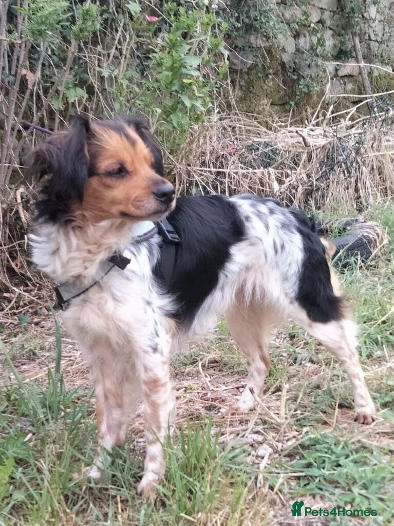 Brittany Spaniel dogs Reyna - Advert 3