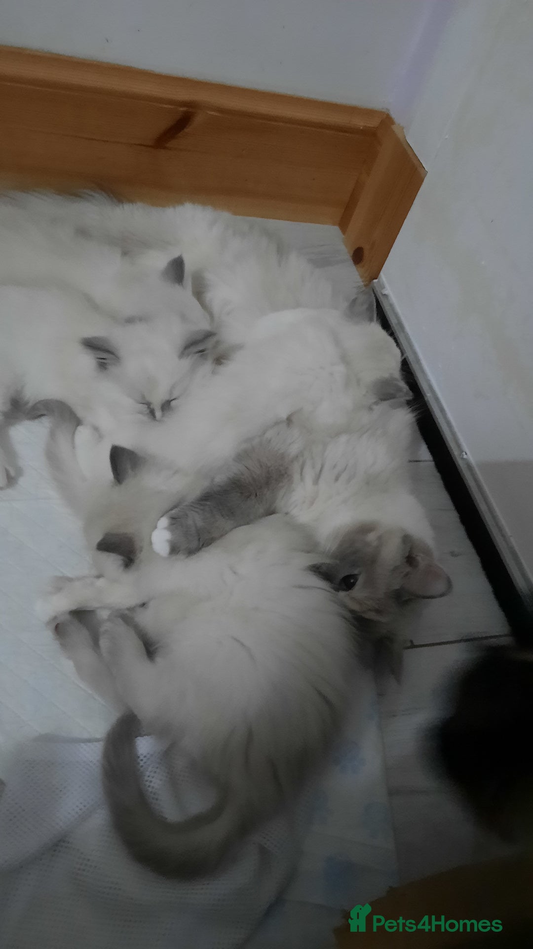 Ragdoll cats for sale:  loved Ragdoll kittens Full Breed - Image 9