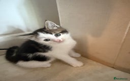 Mixed Breed cats for sale: Mixed kittens - Image 4
