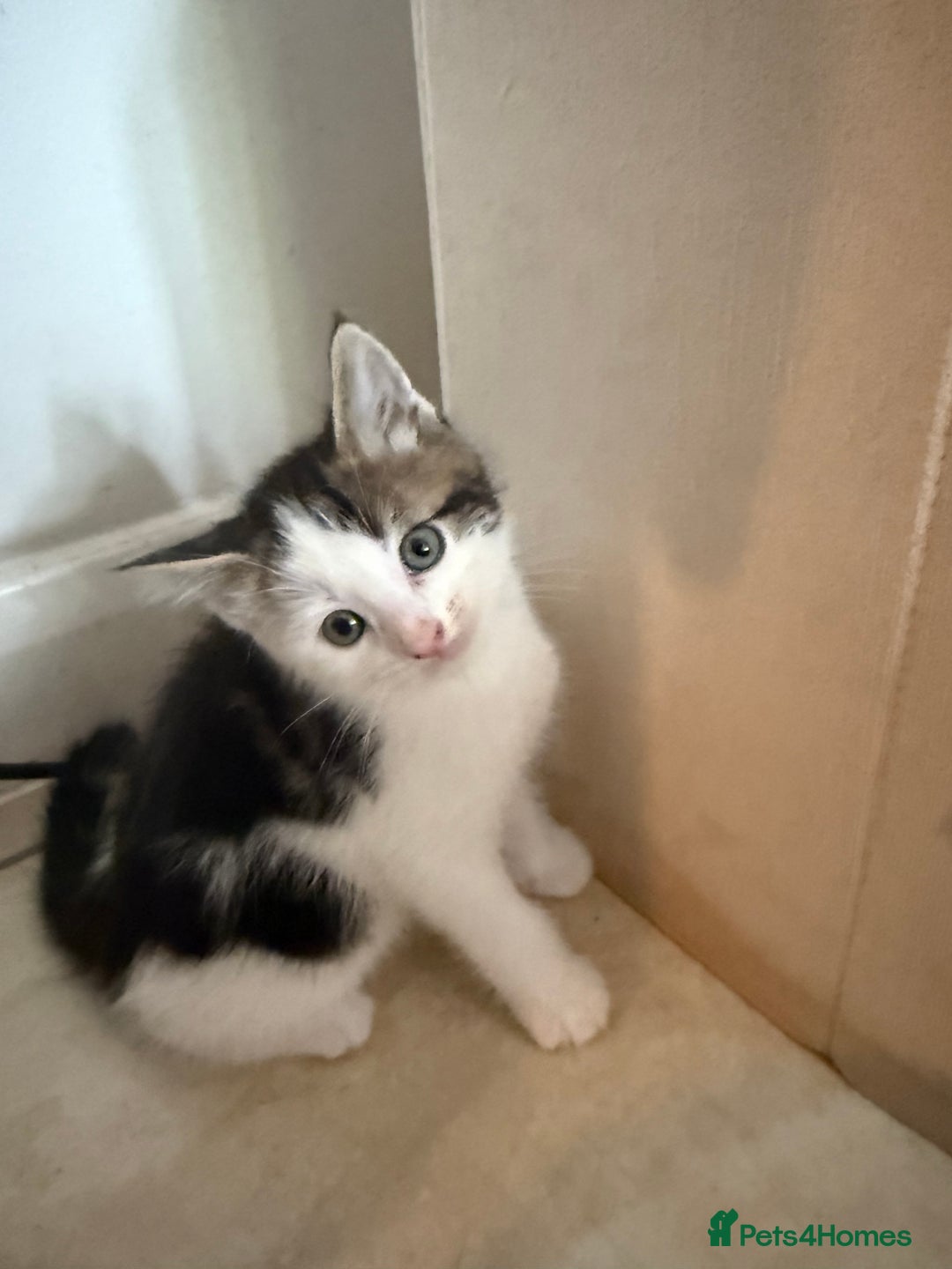 Mixed Breed cats for sale: Mixed kittens - Image 4