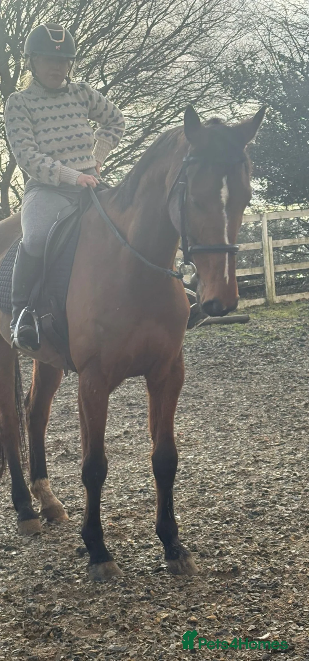 Irish Sports horses for sale: Super 15.3 8 yr old sports horse allroudner  - Advert 12