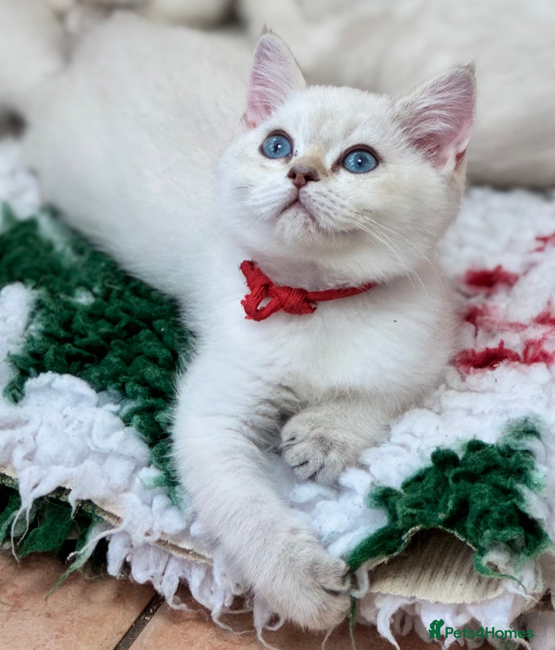 British Shorthair cats for sale: Colourpoints BSH active & non-active available - Image 8