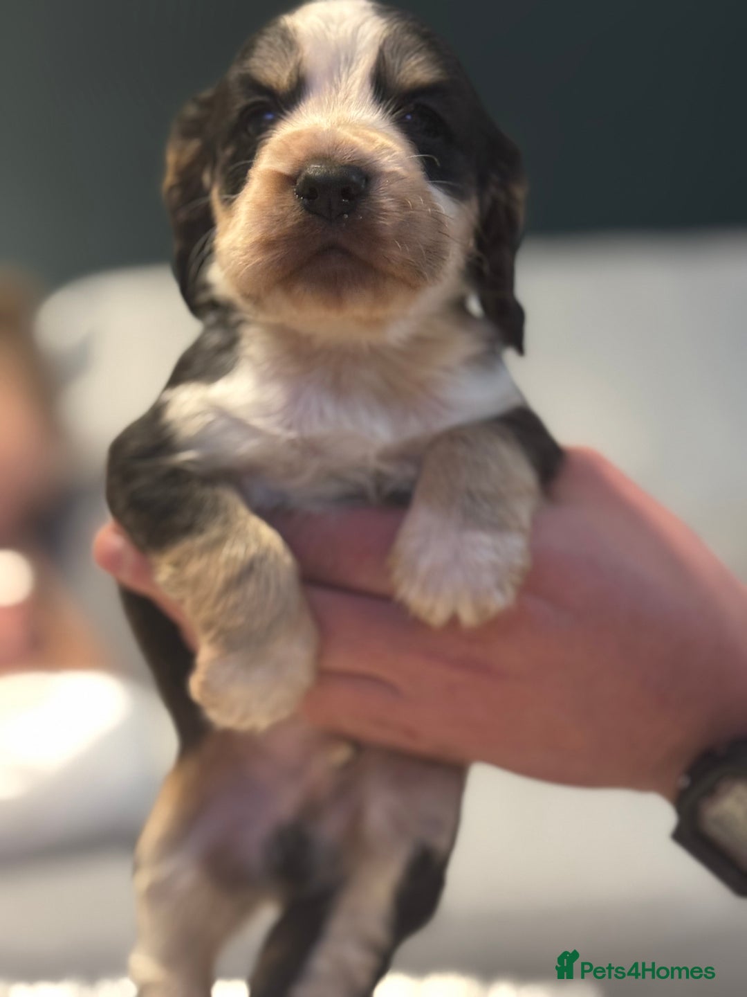 Cocker Spaniel dogs for sale: 6 Cocker Spaniel puppies for sale - Advert 26