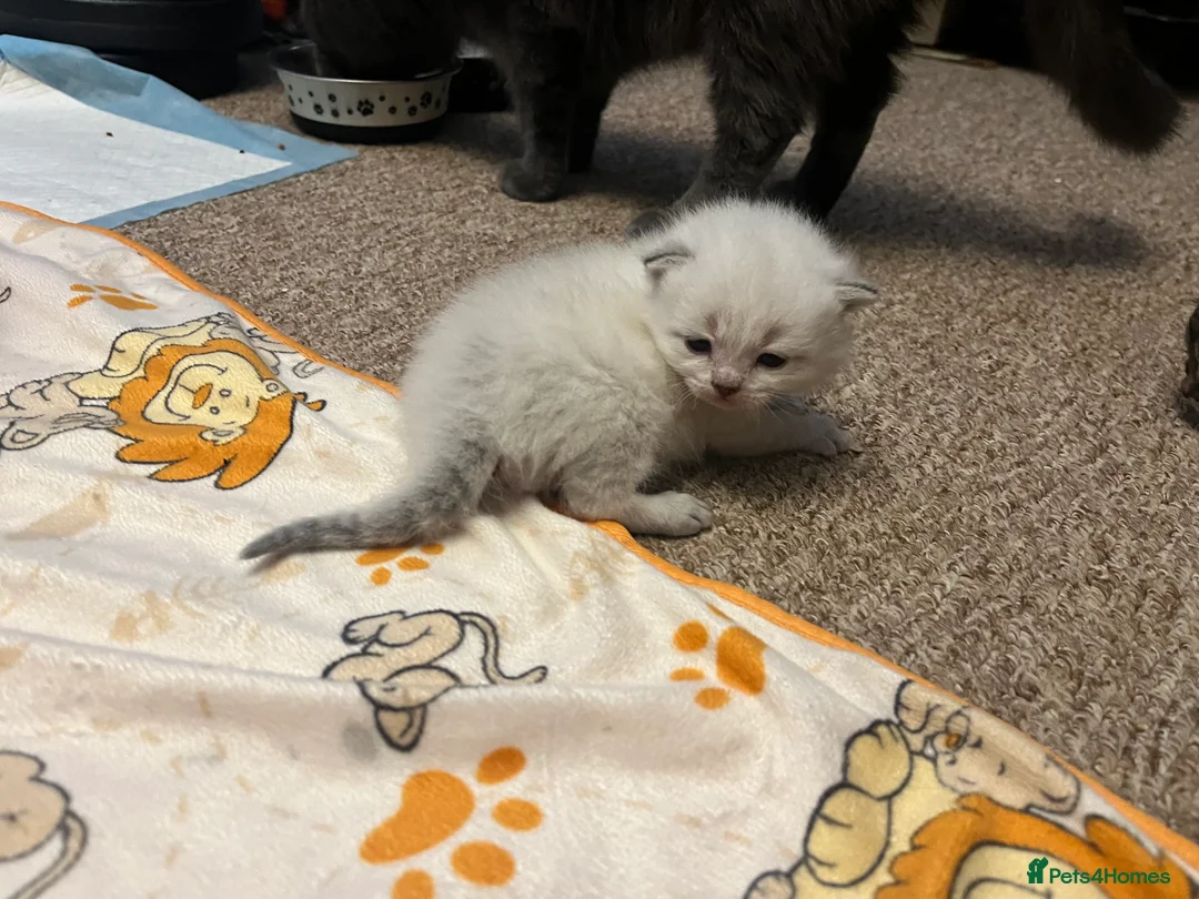 British Shorthair cats for sale: A beautiful kittens British shorthair  - Advert 33