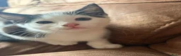 Mixed Breed cats for sale: 2 black and white kittens  in Highbridge - Advert 4