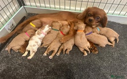 Cavalier King Charles Spaniel dogs for stud: Handsome Cavalier King Charles for Stud - Image 2