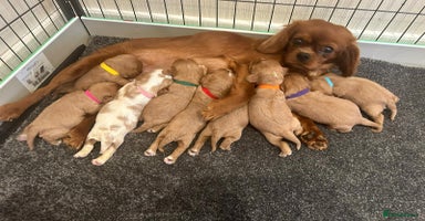 Cavalier King Charles Spaniel dogs - Advert 13