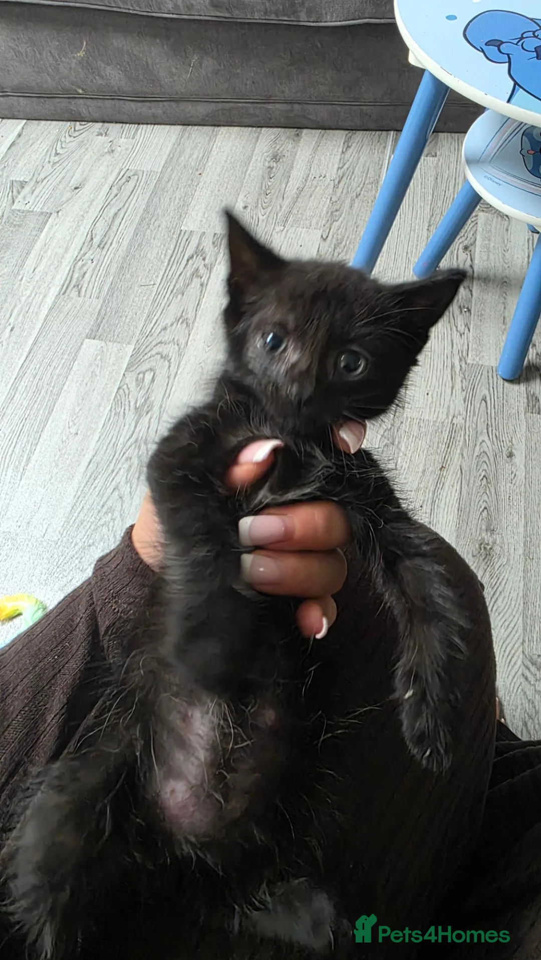 Domestic Shorthair cats for sale: Beautiful kitten for sale - Advert 1