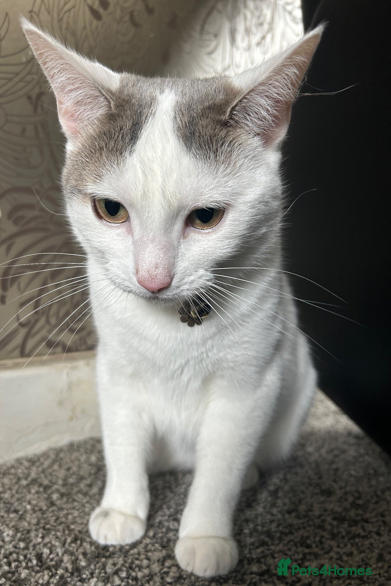 Mixed Breed cats Mother and daughter ( free) - Advert 20
