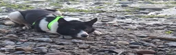Border Collie dogs for sale: Kaptain Kipper – Loving 4-Year-Old Border Collie - Advert 12