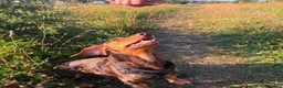 Mixed Breed dogs for sale: Dachshund mix - Advert 4