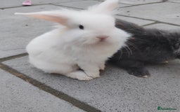 Mini Lop rabbits for sale: Mini lops looking for their forever homes - Image 5