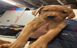 Labrador Retriever dogs for sale: KC reg health tested lab pups  - Image 21