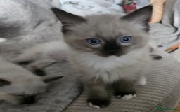 Ragdoll cats for sale: GCCF registered stunning healthy kittens - Image 11
