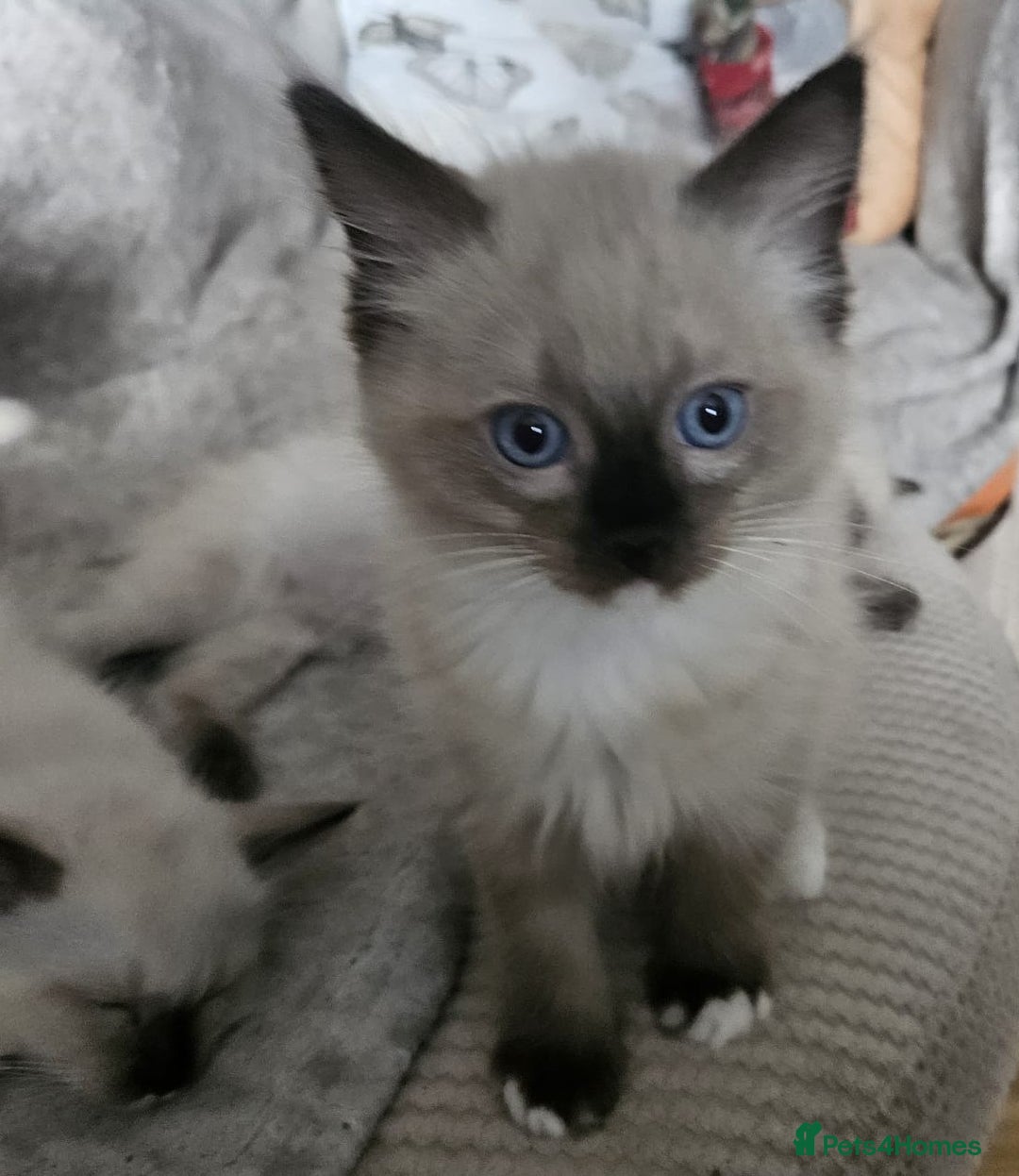 Ragdoll cats for sale: GCCF registered stunning healthy kittens - Image 11