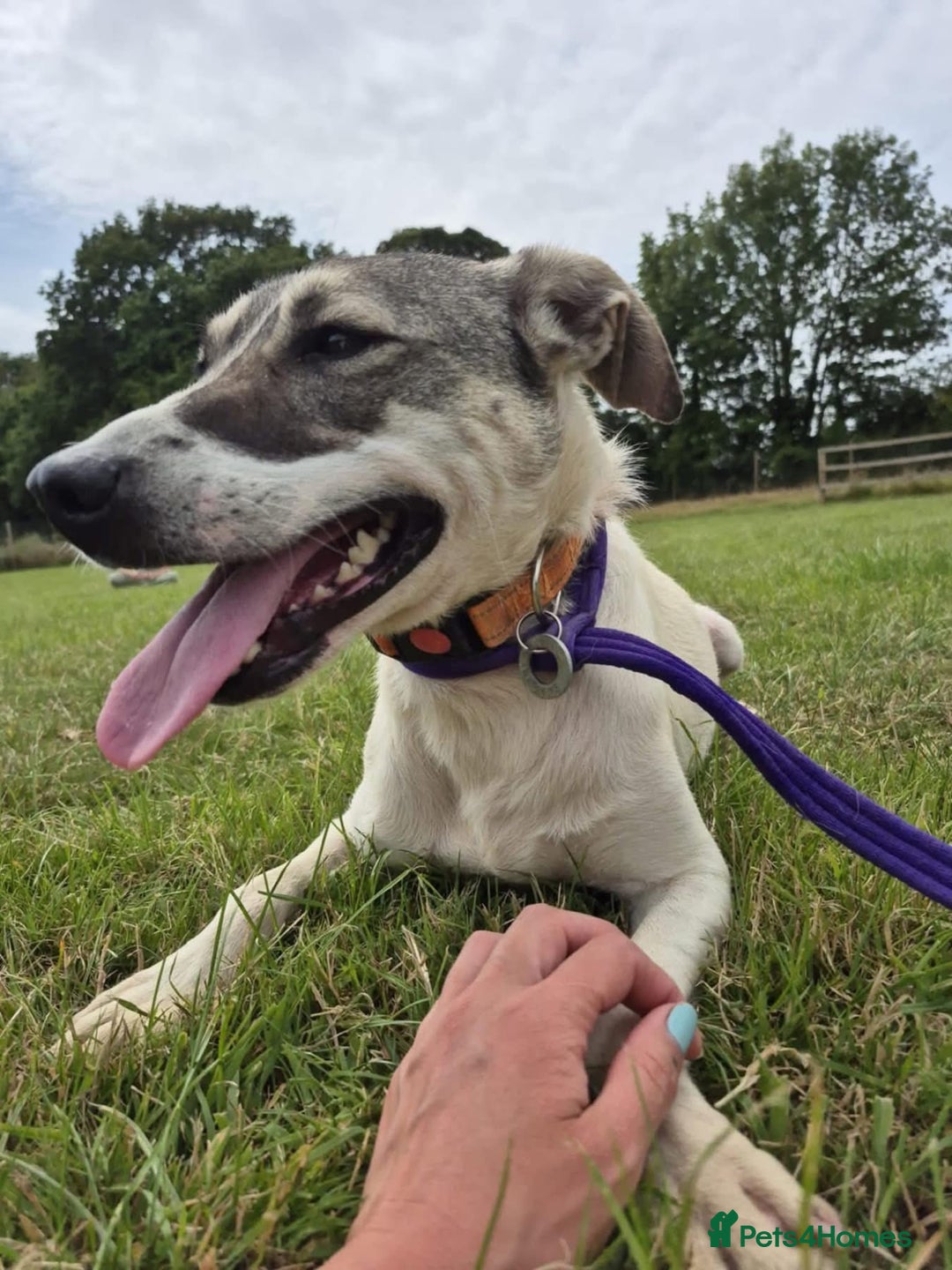 Mixed Breed dogs for adoption: Lotty (2) Norwich Norfolk  - Image 11