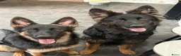 German Shepherd dogs for sale: 2 young beautiful German shepherd pups  - Advert 10