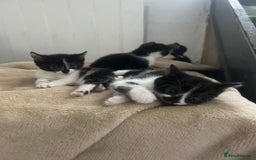 Mixed Breed cats for sale: Beautiful marking very fluffy  - Image 6