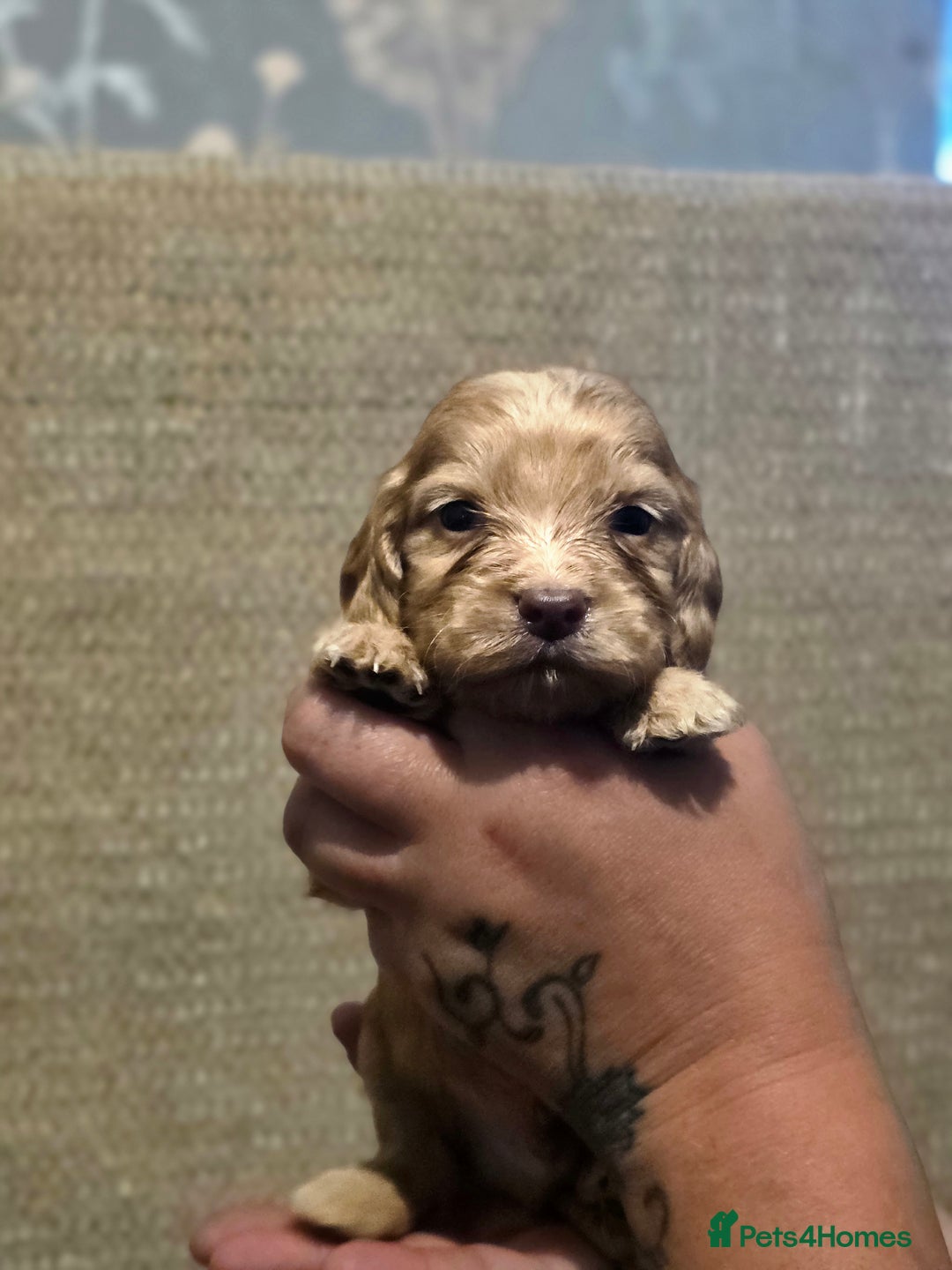 Cockapoo dogs for sale: Stunning f1b cockapoo puppies - Image 23